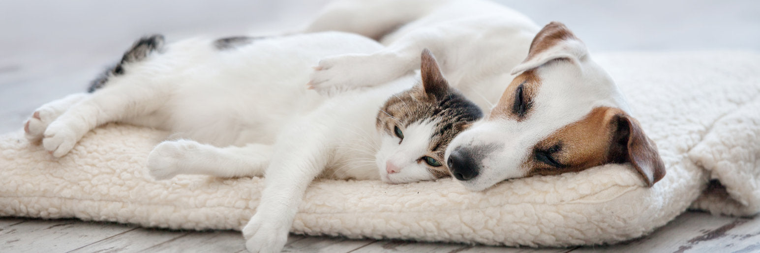 Entspannte Hunde und Katzen am 1. August | Chillax