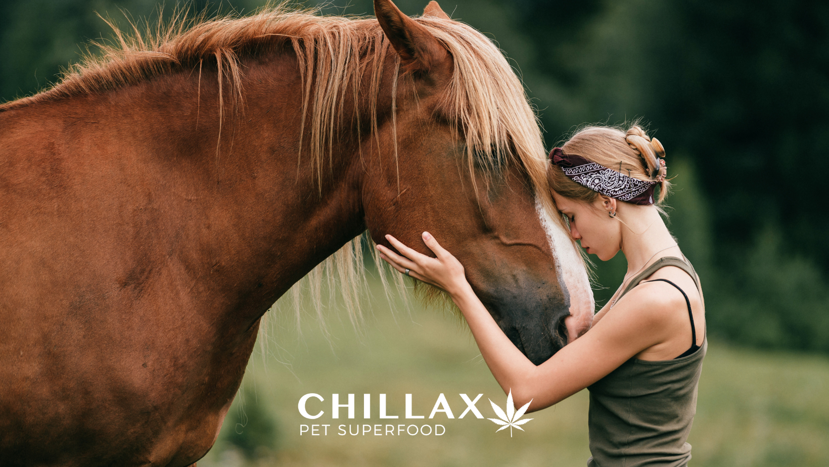 Arthrose bei Pferden – Behandlung, Fütterung, CBD