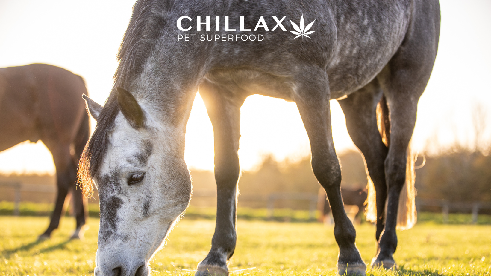 Arthrose beim Pferd – eine Angstdiagnose