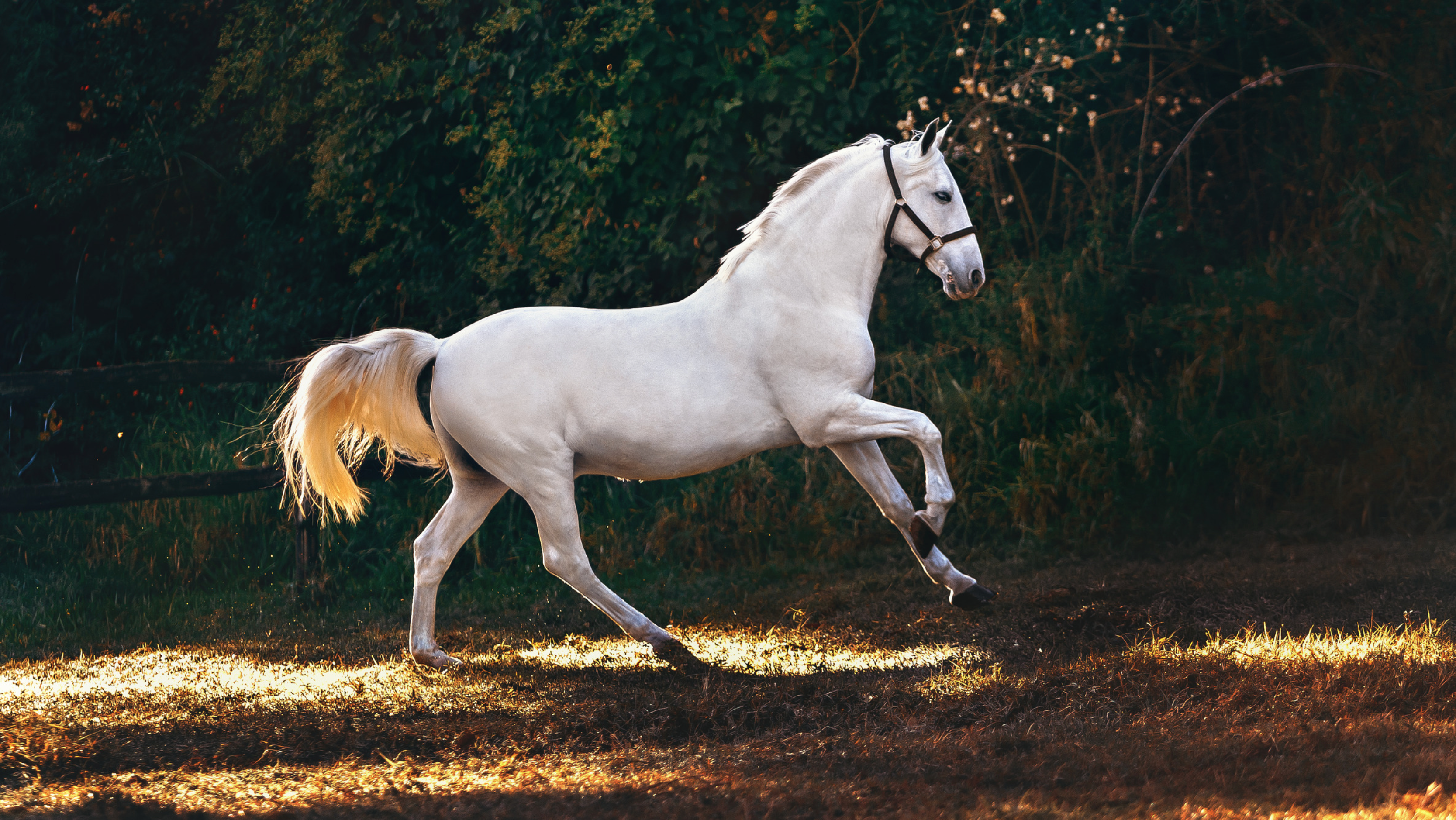 Arthrose beim Pferd – eine Angstdiagnose