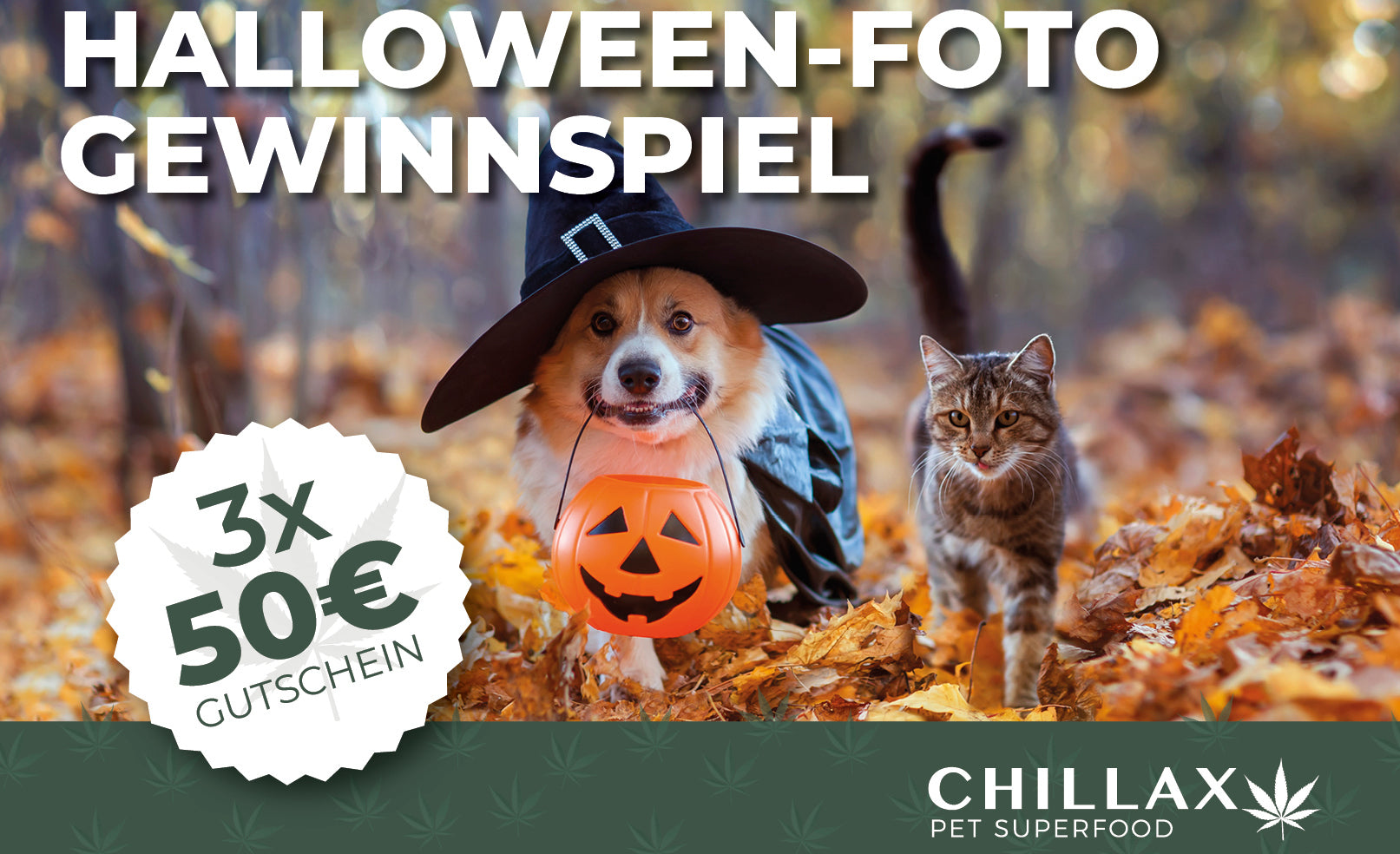 Halloween Foto Gewinnspiel: Gewinne 3x einen 50 Euro-Gutschein für den Chillax-Shop